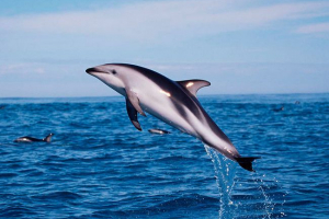 Білорд дельфін Білорд дельфін